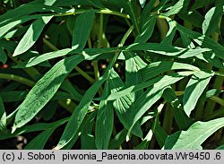 Paeonia obovata