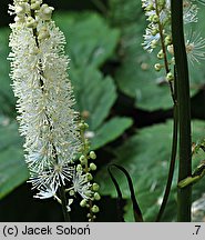 Actaea simplex (pluskwica prosta)