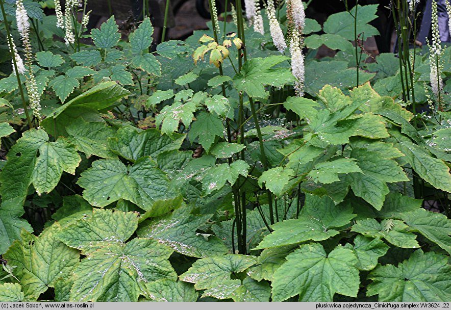 Actaea simplex (pluskwica prosta)