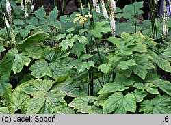 Actaea simplex (pluskwica prosta)