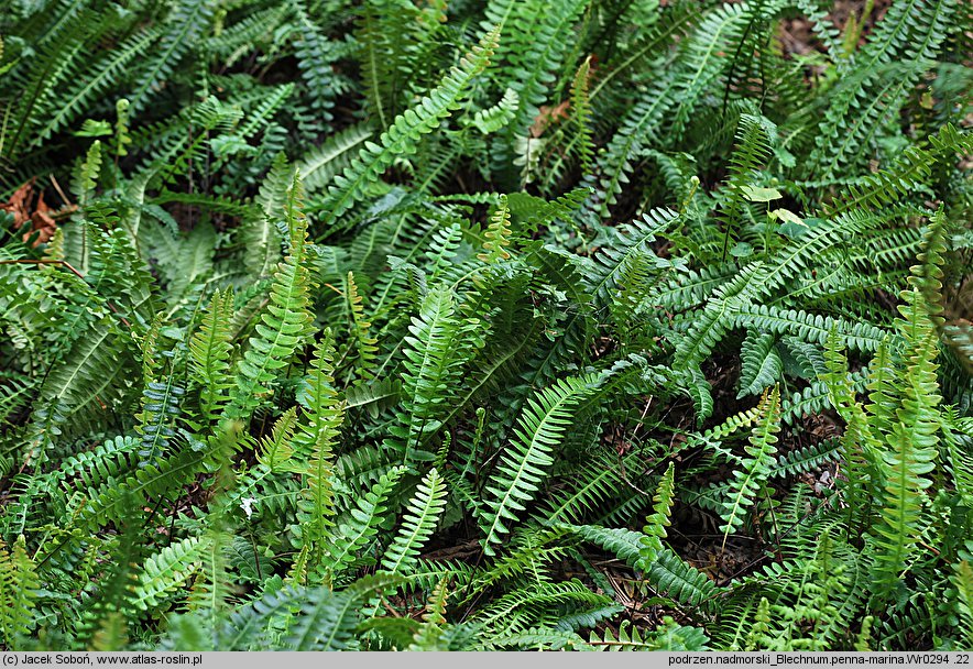 Blechnum penna-marina (podrzeń nadmorski)