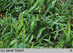 Blechnum penna-marina (podrzeń nadmorski)