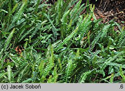 Blechnum penna-marina (podrzeń nadmorski)