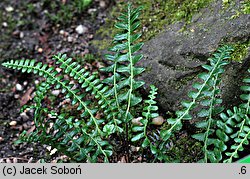 Blechnum penna-marina (podrzeń nadmorski)