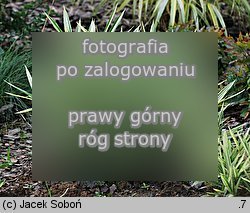 Pogonatherum paniceum (pogonaterum wiechowate)