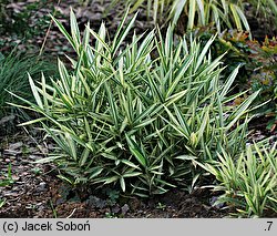 Pogonatherum paniceum (pogonaterum wiechowate)