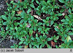 Eriogonum umbellatum (pokoślin baldaszkowaty)