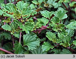 Plectranthus cv. Two Tune