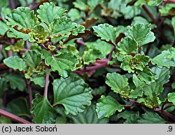 Plectranthus ‘Two Tune’