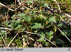 Urtica dioica (pokrzywa zwyczajna)