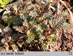 Urtica dioica (pokrzywa zwyczajna)