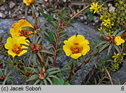 Portulaca grandiflora (portulaka wielkokwiatowa)