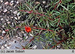 Portulaca grandiflora (portulaka wielkokwiatowa)