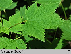 Ribes petraeum (porzeczka skalna)