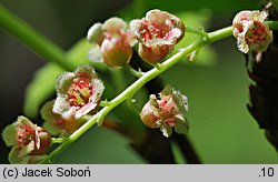 Ribes petraeum (porzeczka skalna)