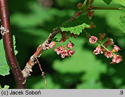 Ribes petraeum (porzeczka skalna)