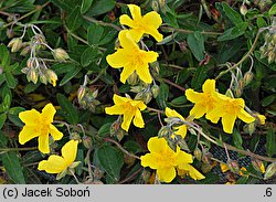 Helianthemum ×hybridum (posłonek ogrodowy)