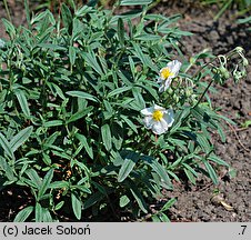 Helianthemum canadense