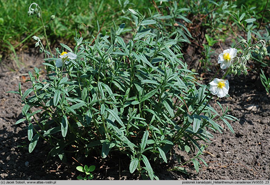 Helianthemum canadense