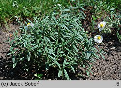 Helianthemum canadense