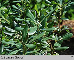 Pittosporum tobira (pospornica japońska)