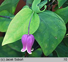 Clematis addisonii