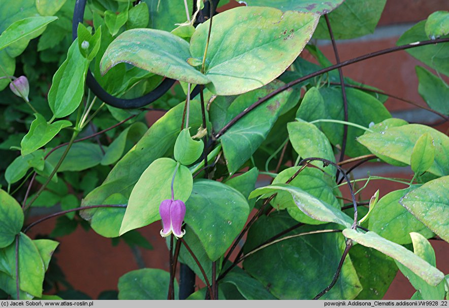 Clematis addisonii