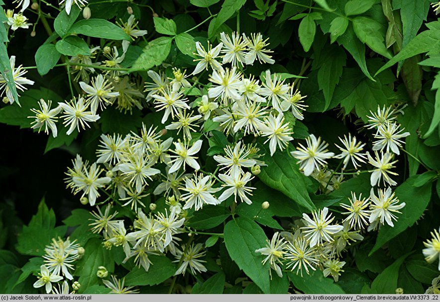 Clematis brevicaudata