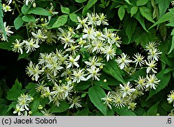 Clematis brevicaudata