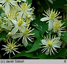 Clematis brevicaudata