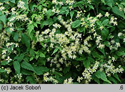 Clematis brevicaudata