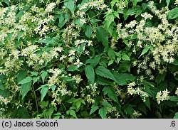 Clematis brevicaudata