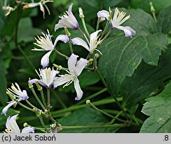 Clematis ×jouiniana (powojnik pośredni)