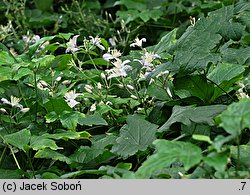 Clematis ×jouiniana (powojnik pośredni)