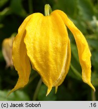 Clematis tangutica