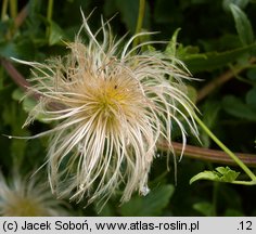 Clematis tangutica