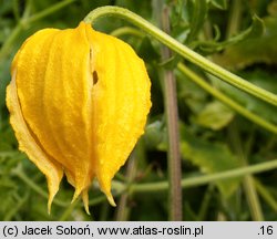 Clematis tangutica