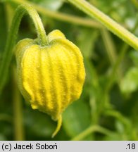 Clematis tangutica