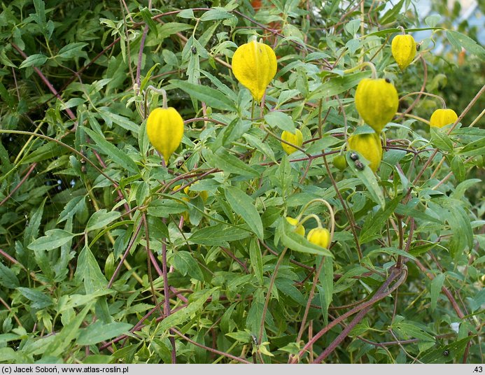 Clematis tangutica (powojnik tangucki)