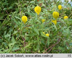 Clematis tangutica (powojnik tangucki)