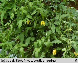 Clematis tangutica