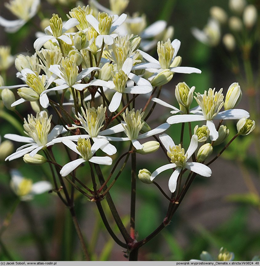 Clematis ×stricta