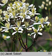 Clematis ×stricta