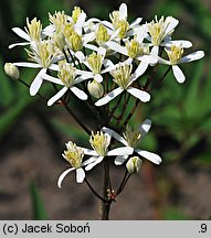 Clematis ×stricta