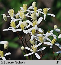 Clematis ×stricta