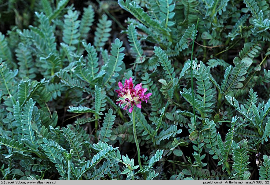 Anthyllis montana (przelot górski)