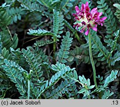 Anthyllis montana (przelot górski)