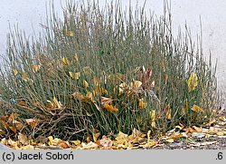 Ephedra distachya (przęśl dwukłosowa)