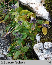 Veronica alpina (przetacznik alpejski)