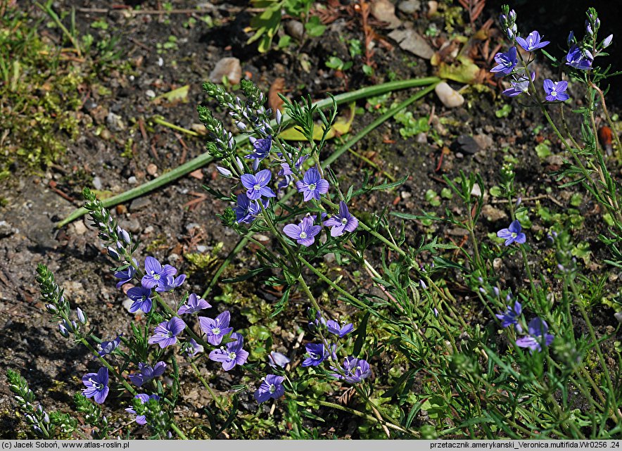 Veronica multifida